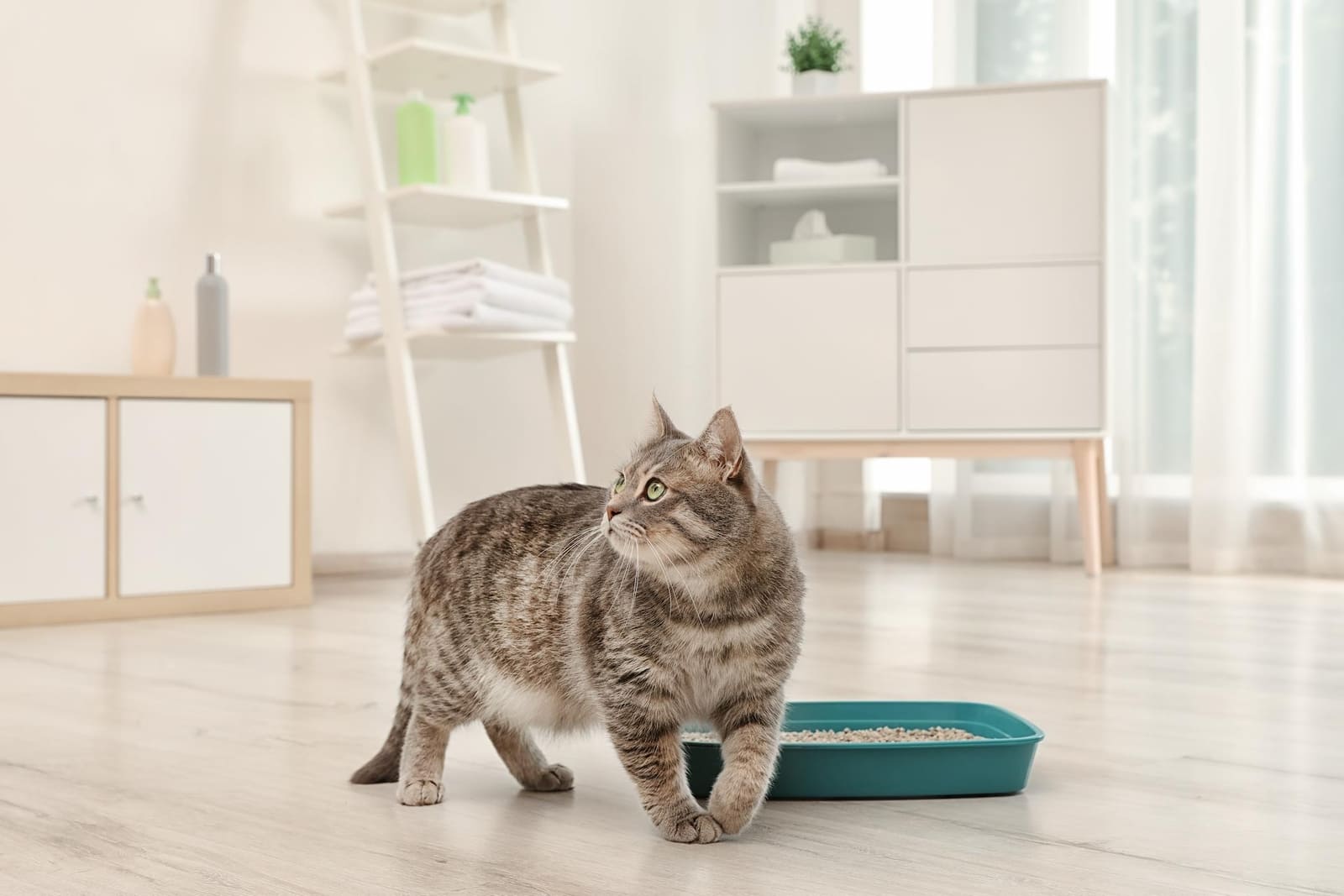 How can I Keep my Cats from Tracking Litter Around the House? I